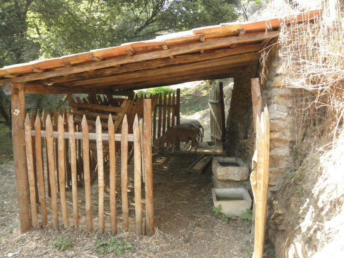 Casa Velha Villa Figueiro Dos Vinhos Eksteriør bilde