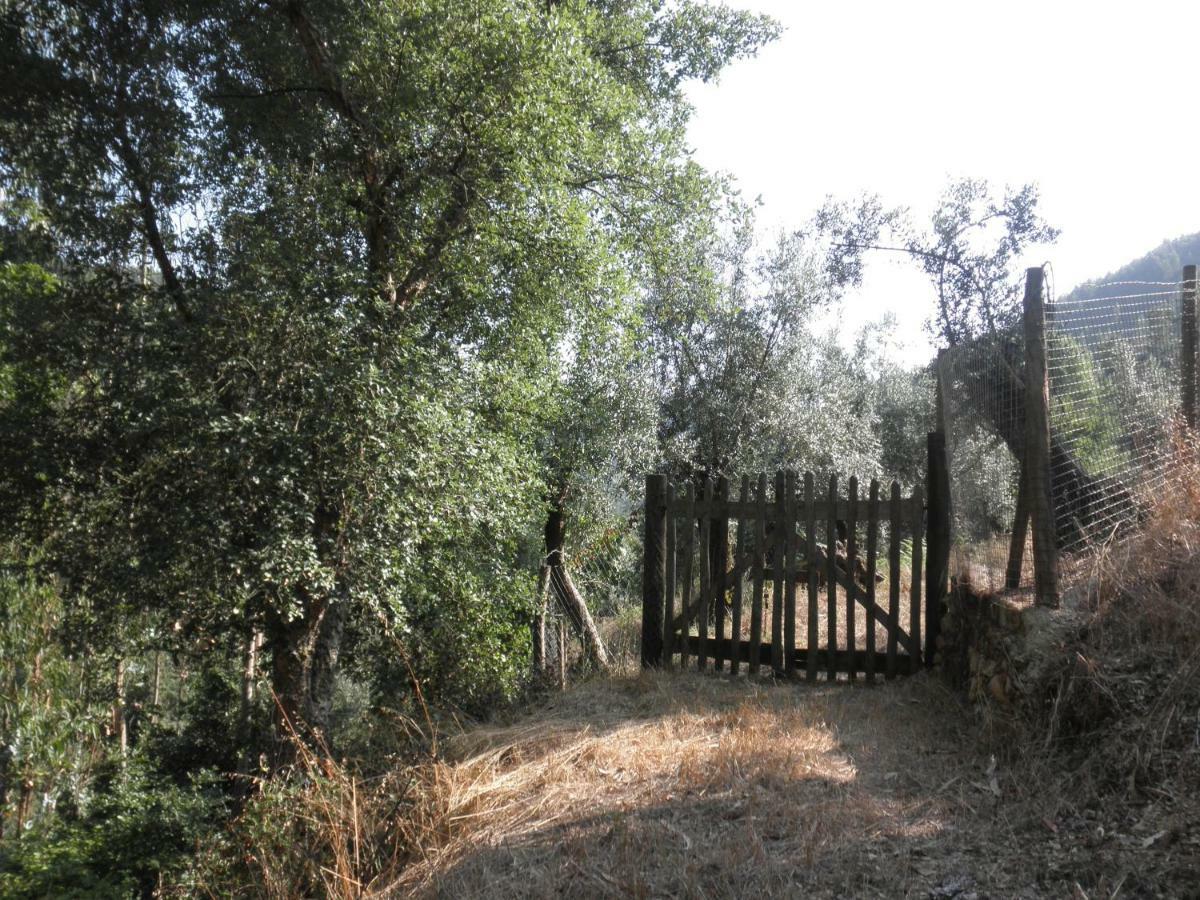 Casa Velha Villa Figueiro Dos Vinhos Eksteriør bilde
